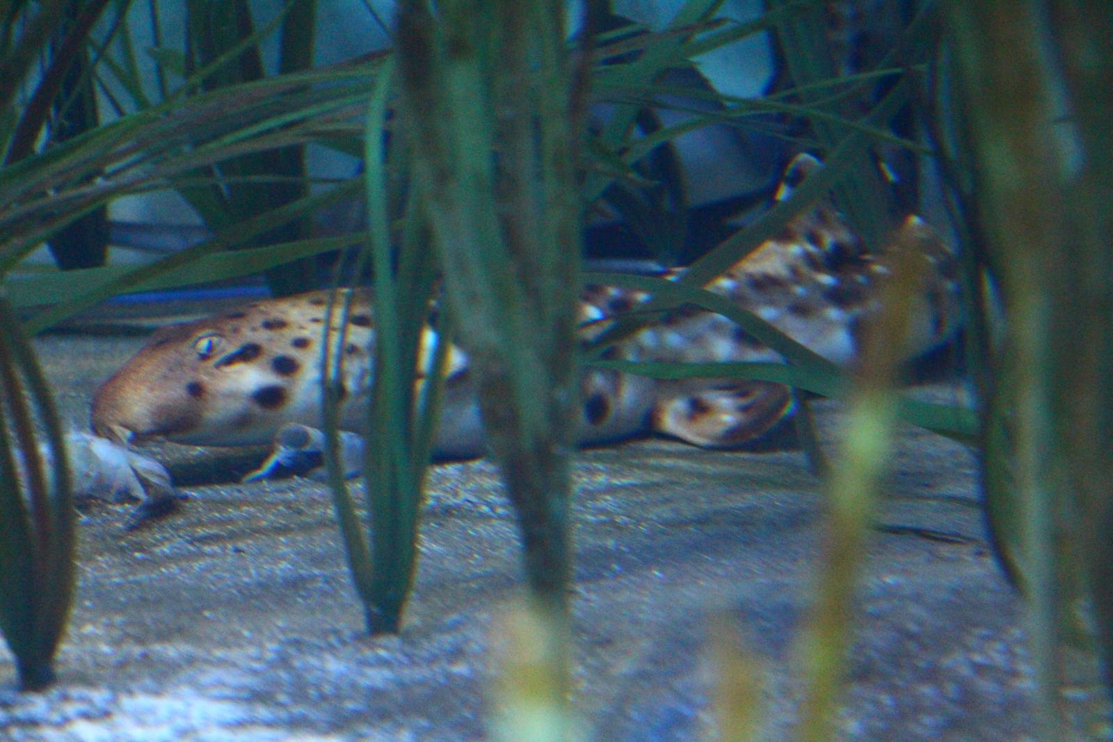 Halmahera Epaulette Shark