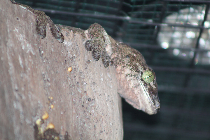 Halmahera giant gecko (Gehyra marginata) - Museum Komodo