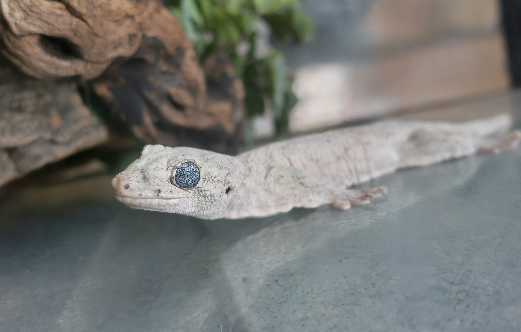 Halmahera Giant Gecko (Gehyra marginata)