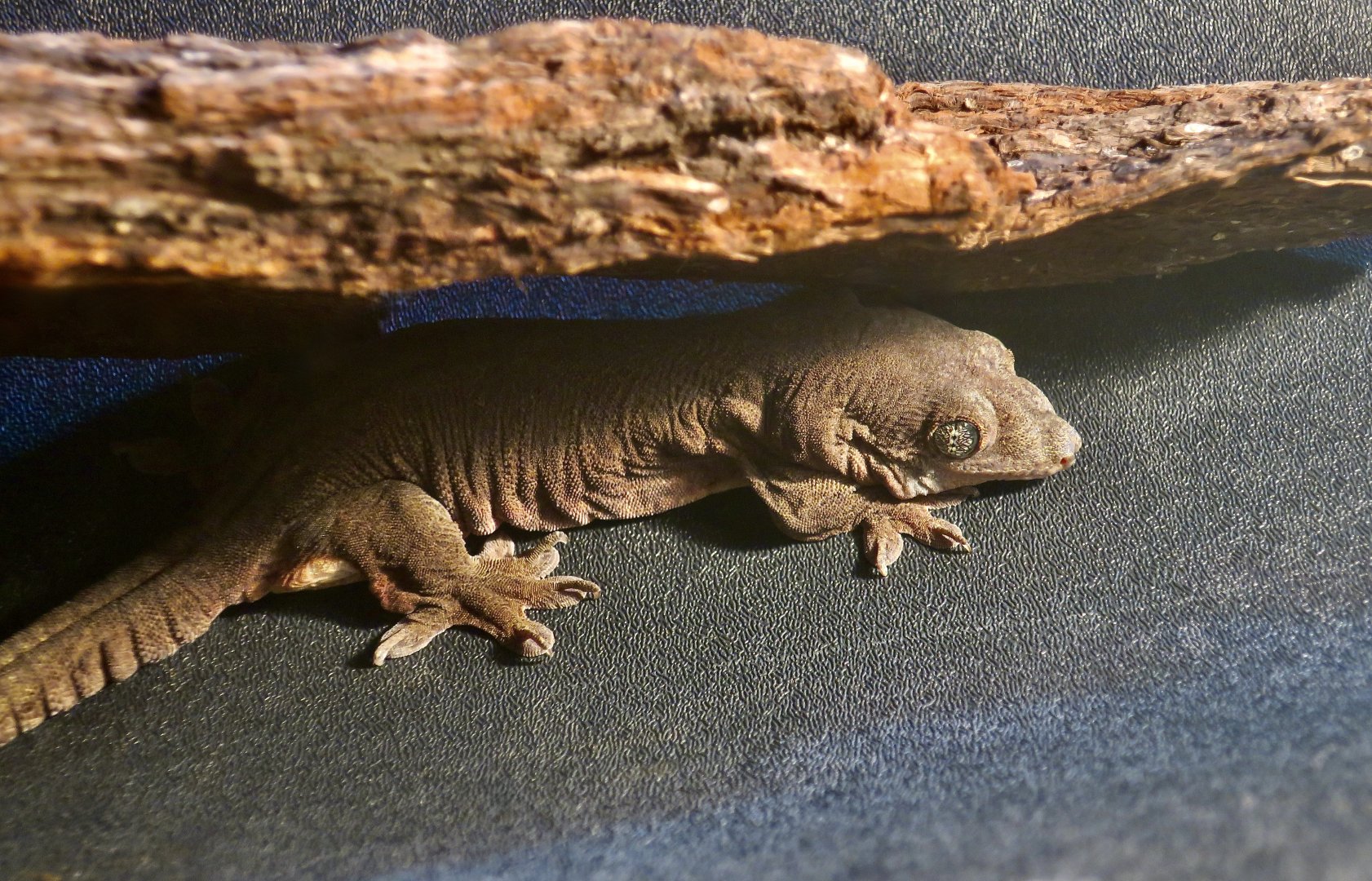 Halmahera Giant Gecko (Gehyra marginata)