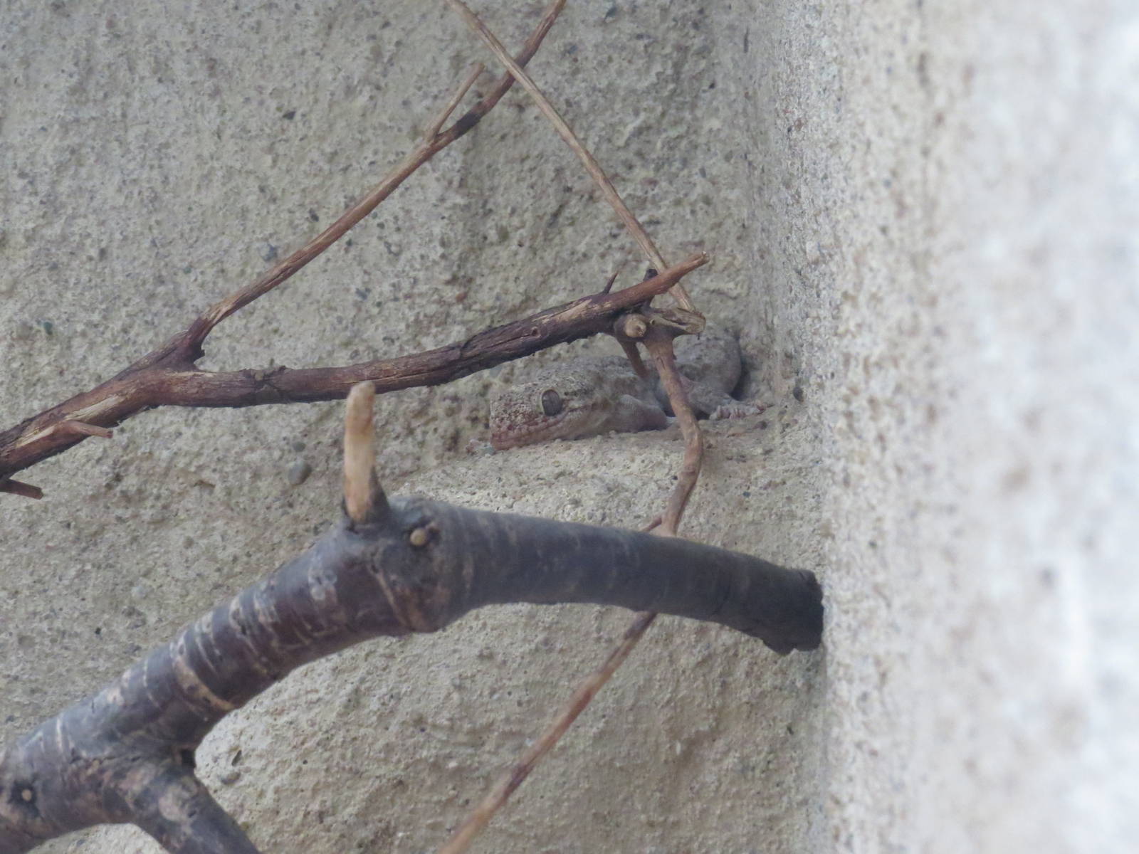 Halmahera giant gecko, June 2015