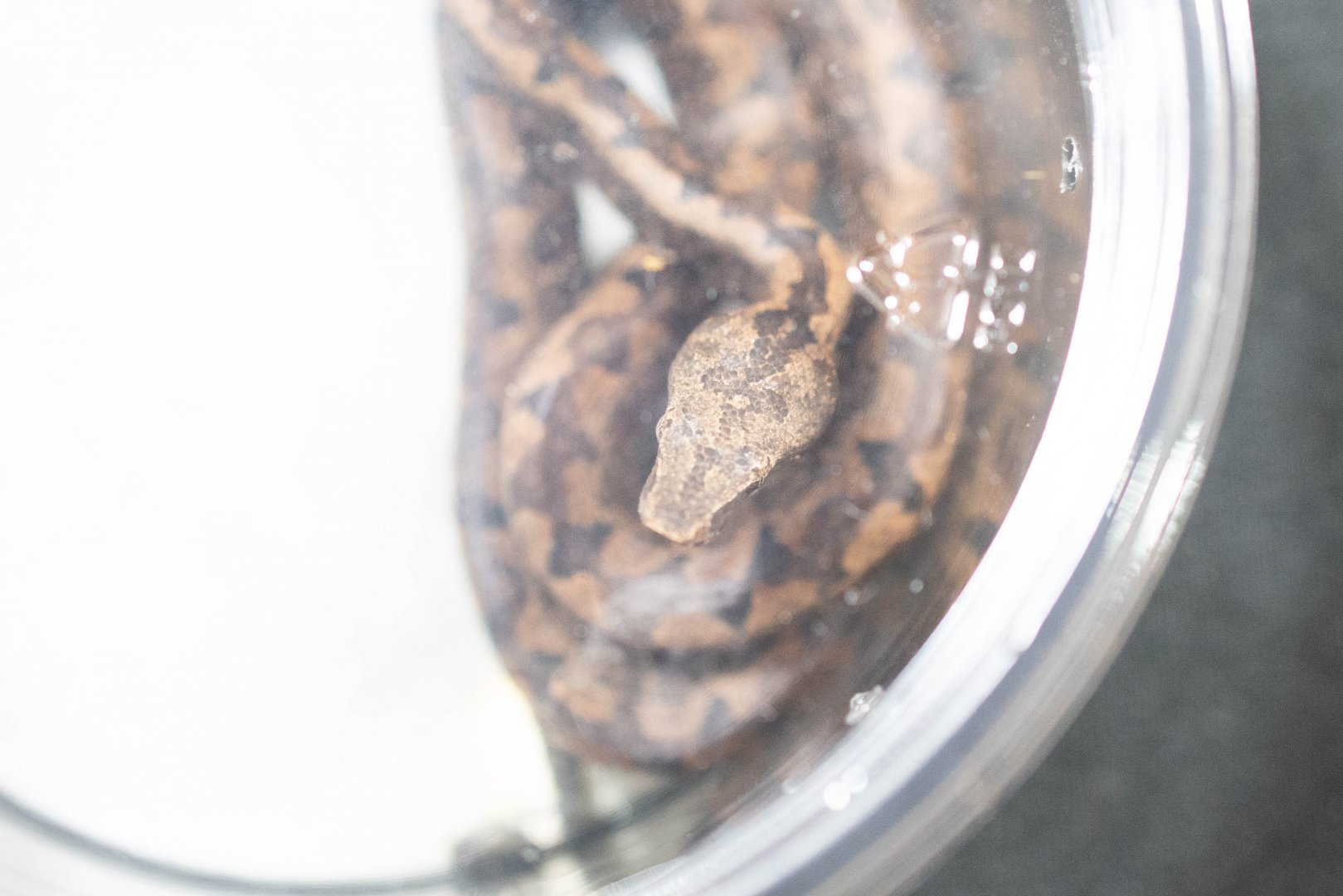 Halmahera Island Ground Boa- Candoia paulsoni tasmai