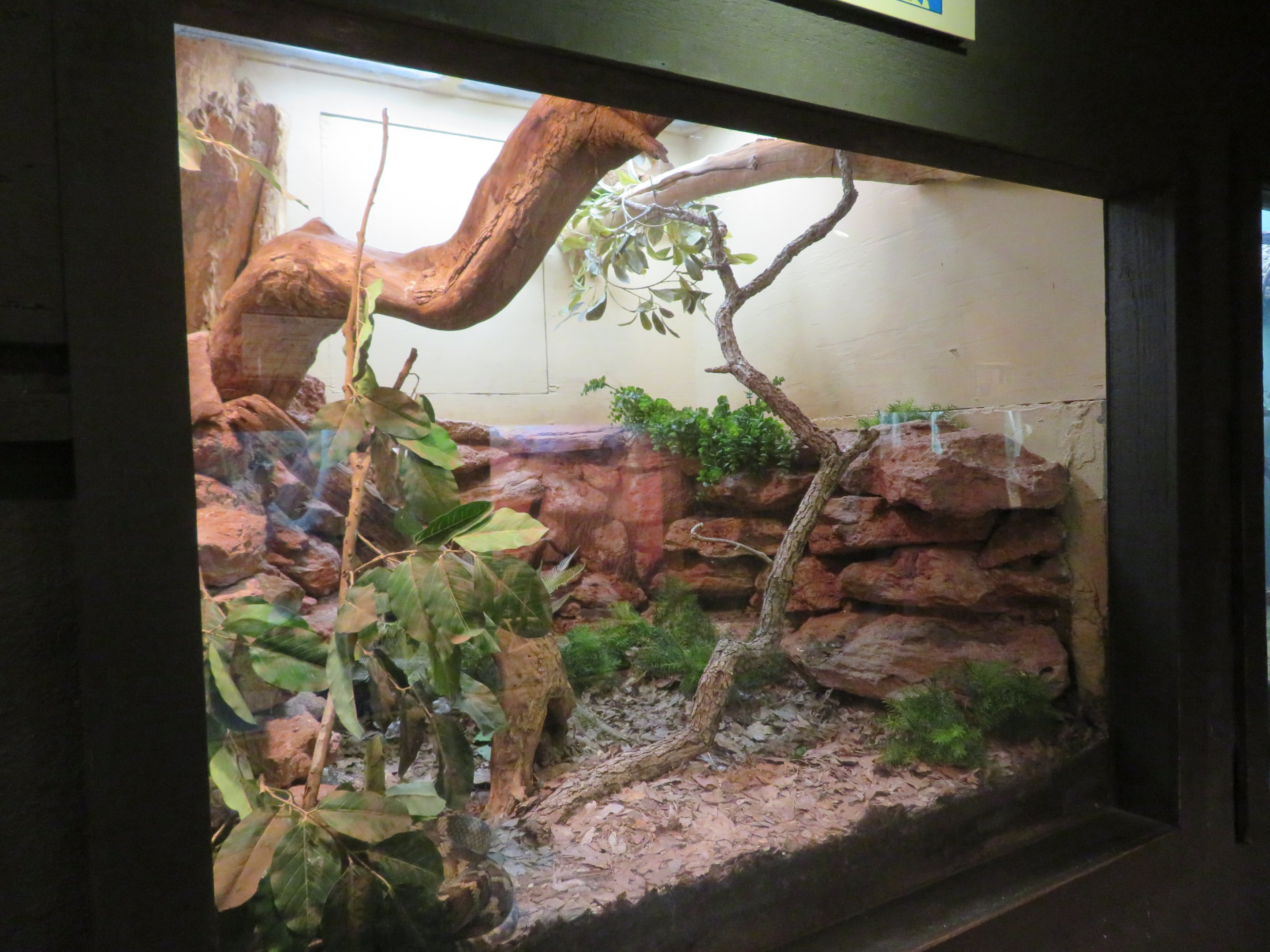 Halmahera Python Exhibit