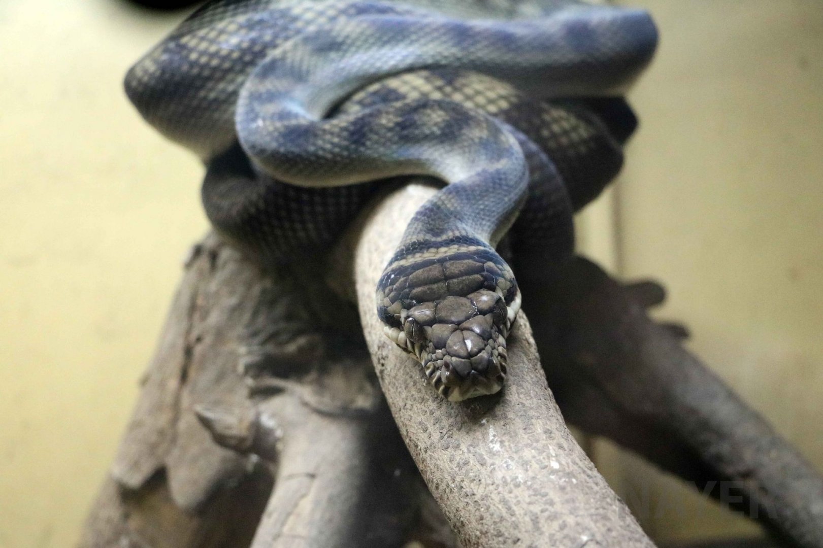 Halmahera python, July 2016