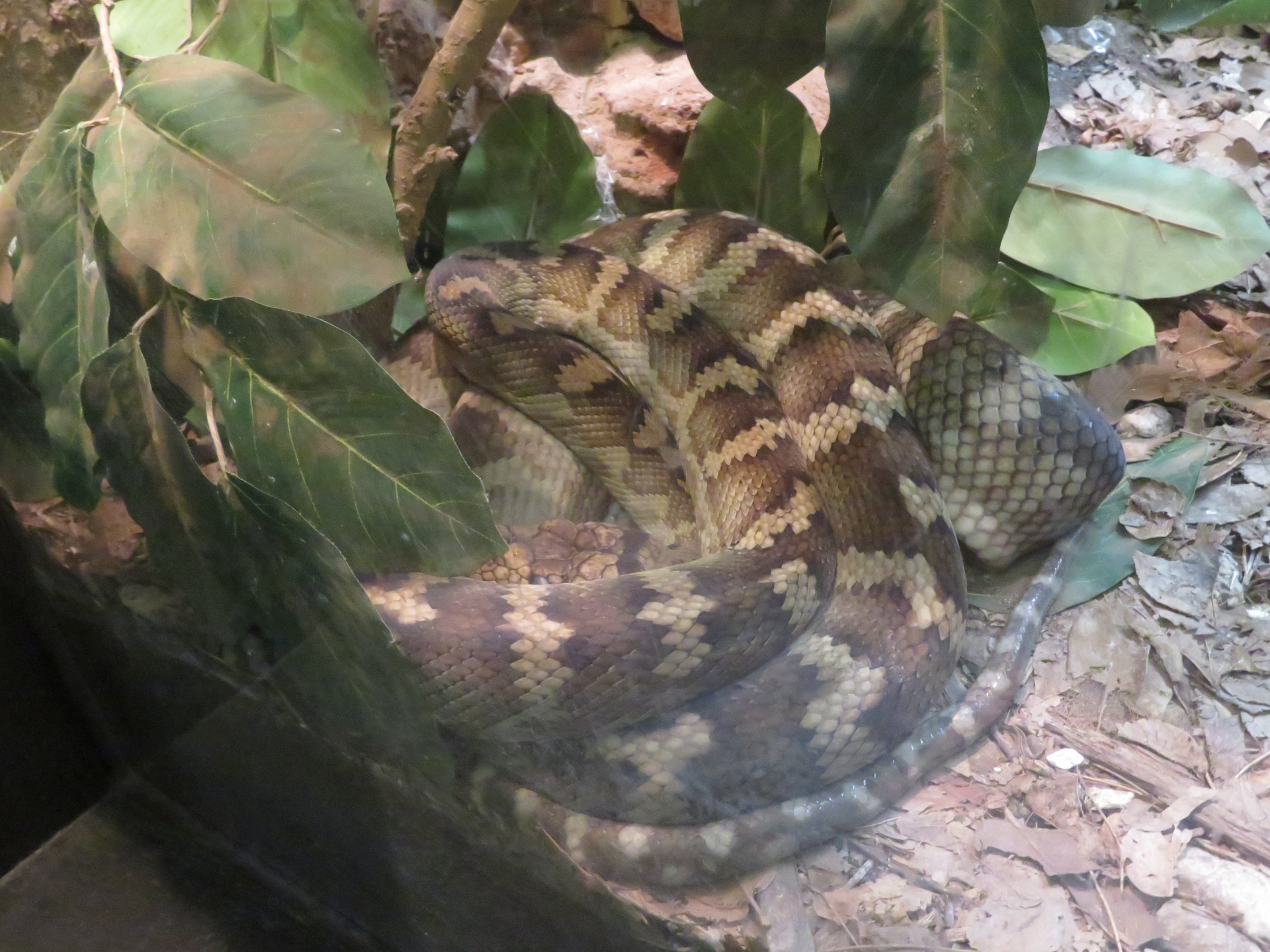 Halmahera Python