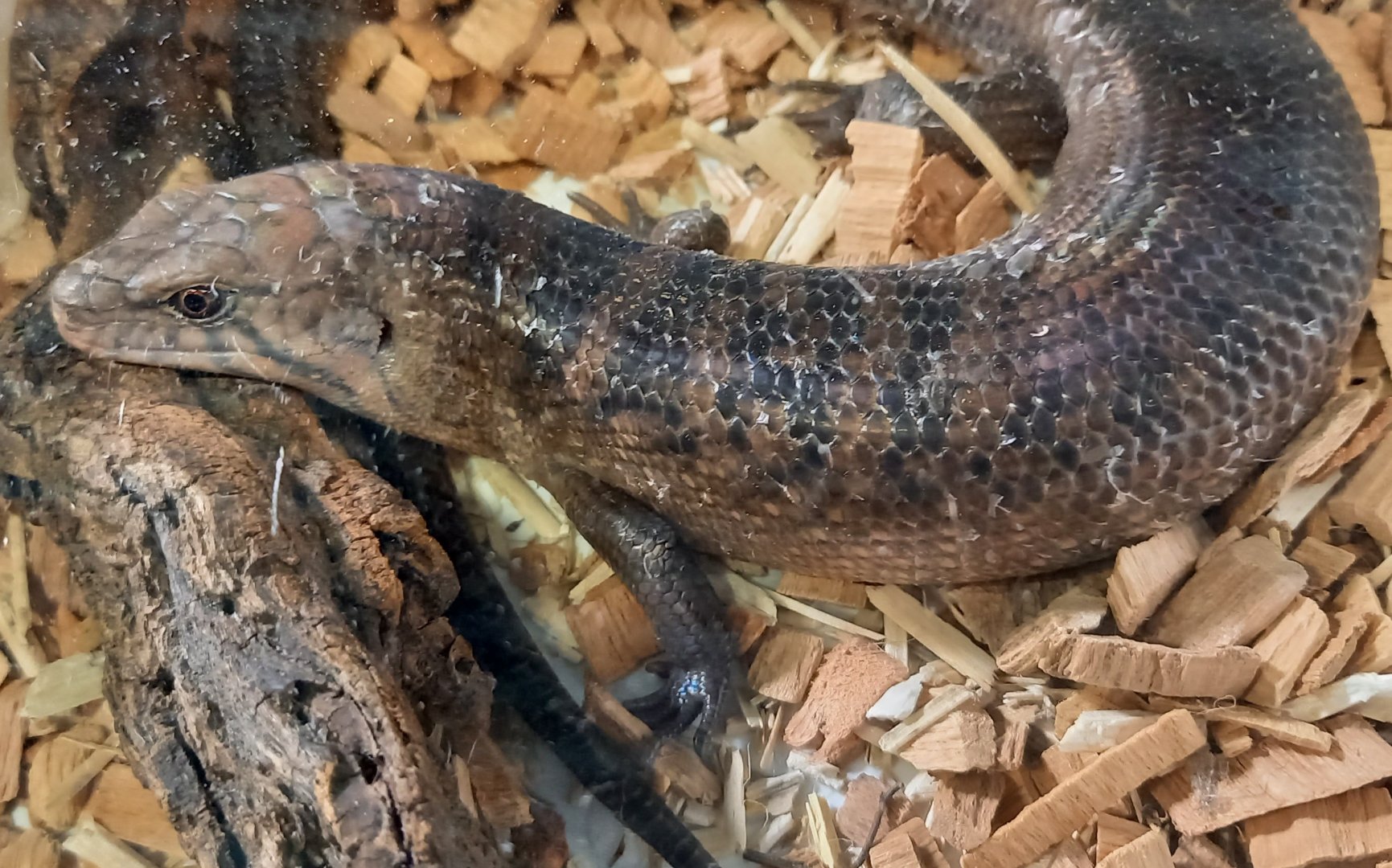 Halmahera sheen-skink - Eugongylus mentovarius - female