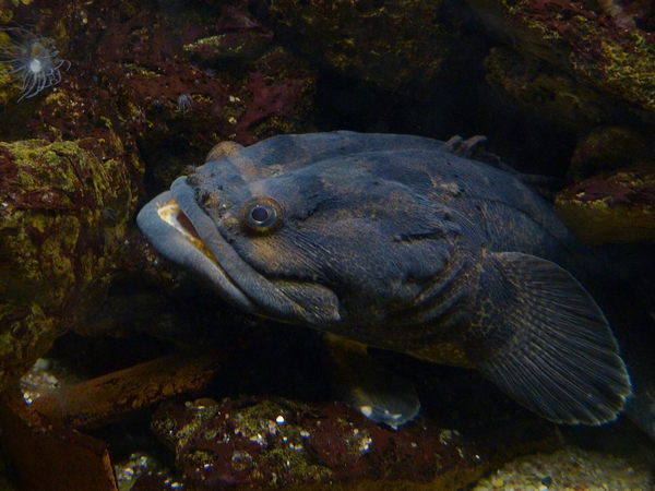 Halobatrachus didactylus (toadfish)