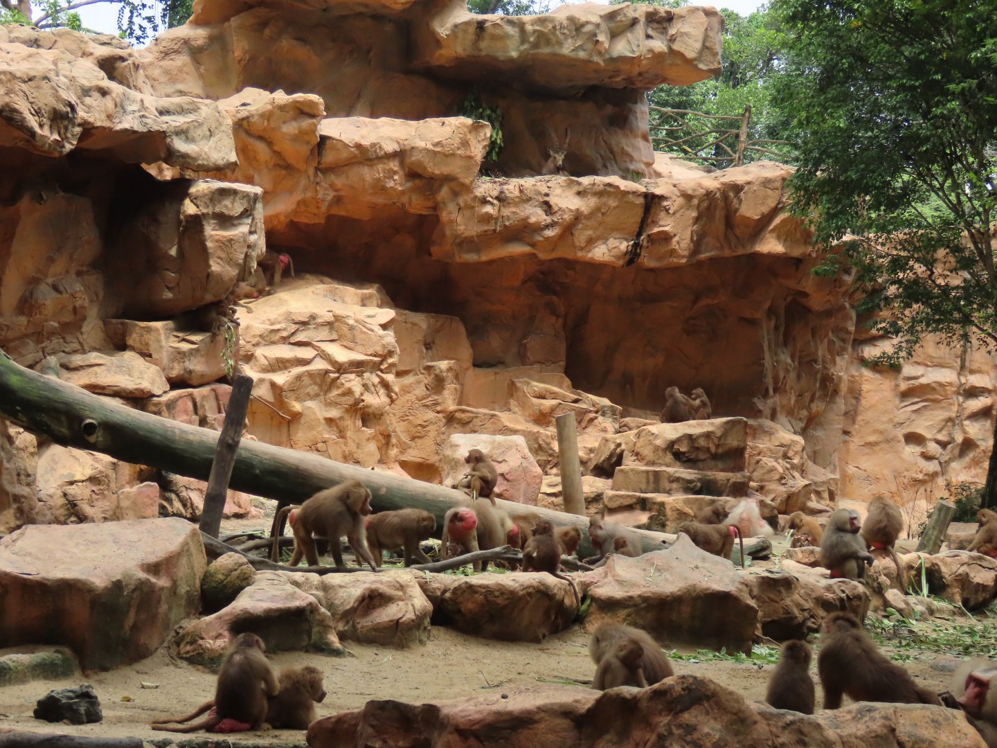 Hamadaryas baboon mixed with ibex