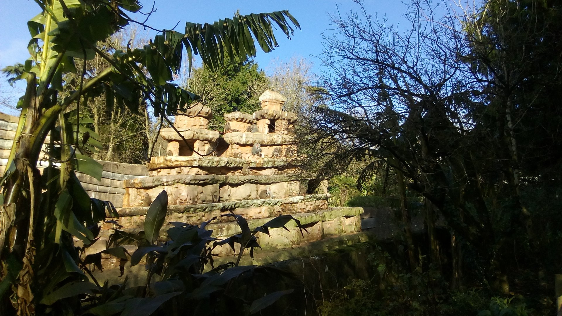 Hamadrayas Baboon Exhibit