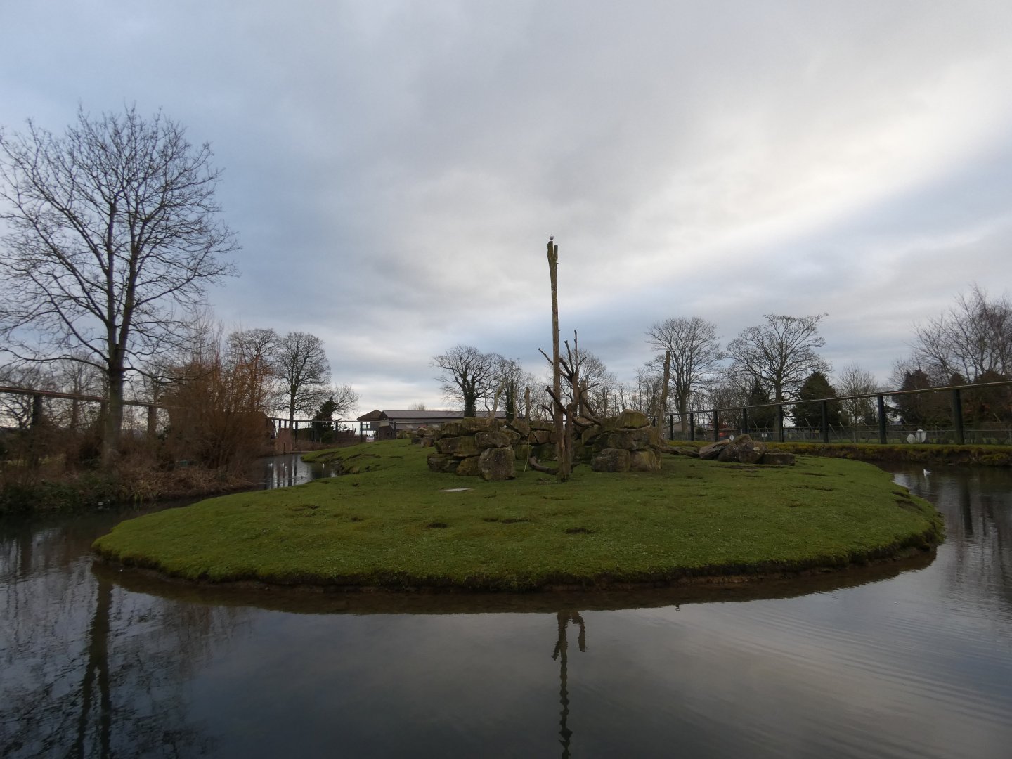 Hamadrayas baboon island