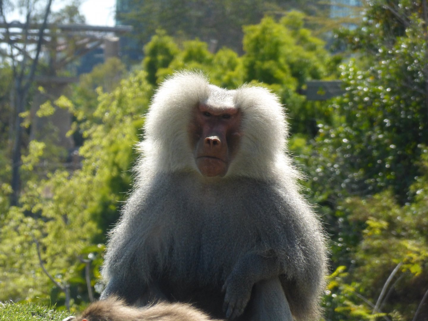 Hamadrayas baboon