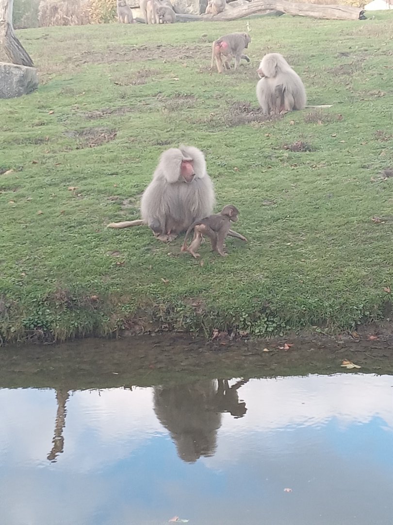 Hamadrayas Baboon