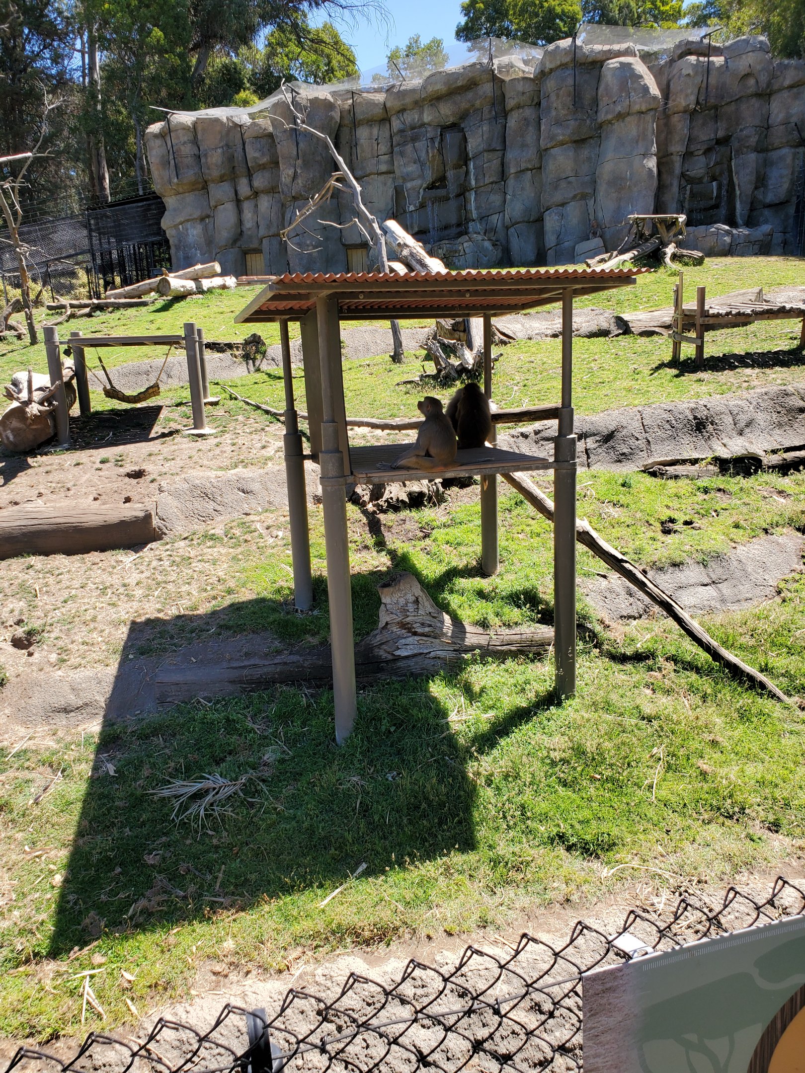 Hamadrayas baboons - 10 Jun 2022
