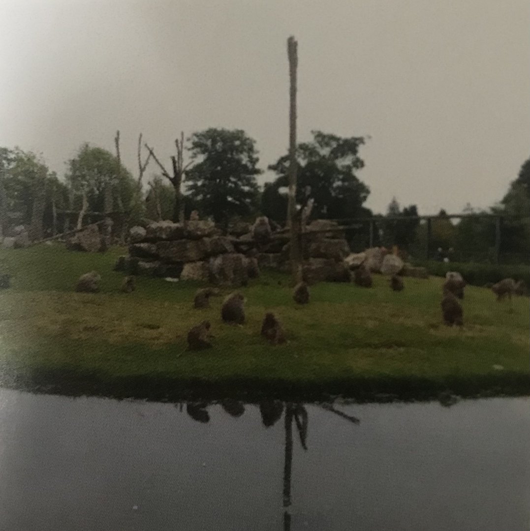 Hamadrayas baboons (2013)