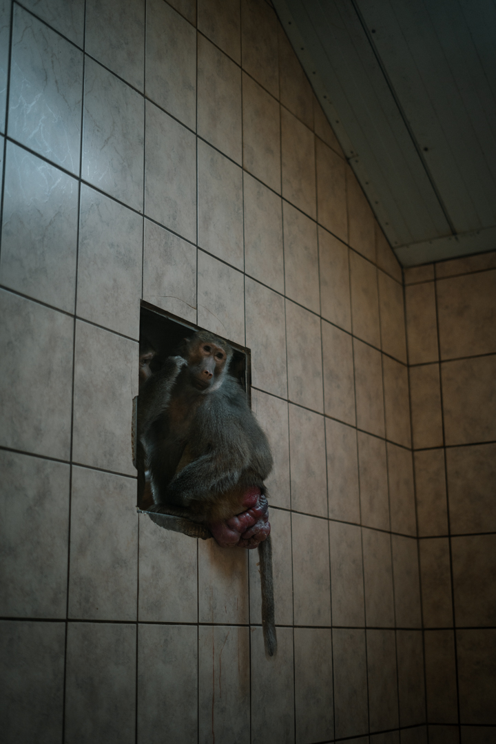 Hamadry Baboon indoor