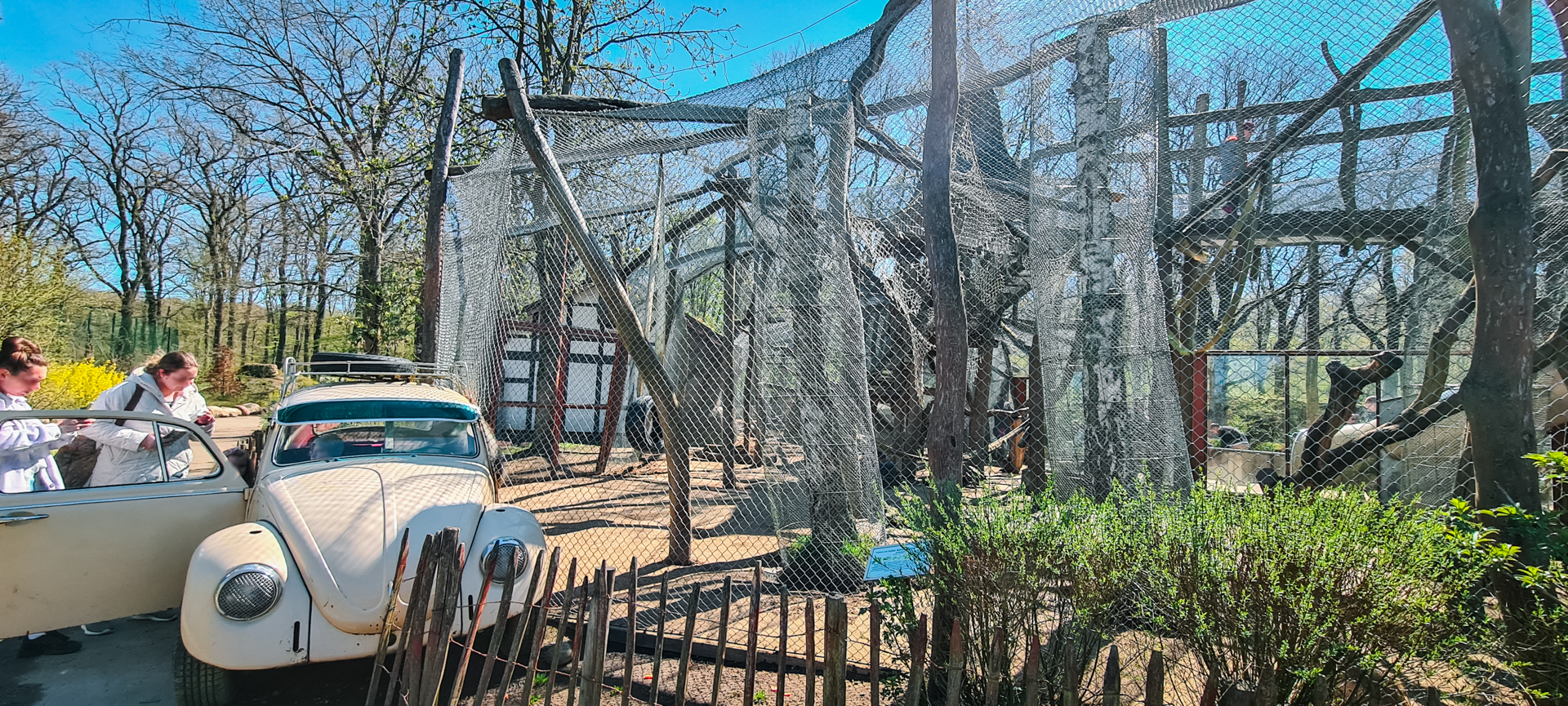 Hamadry baboons outdoor