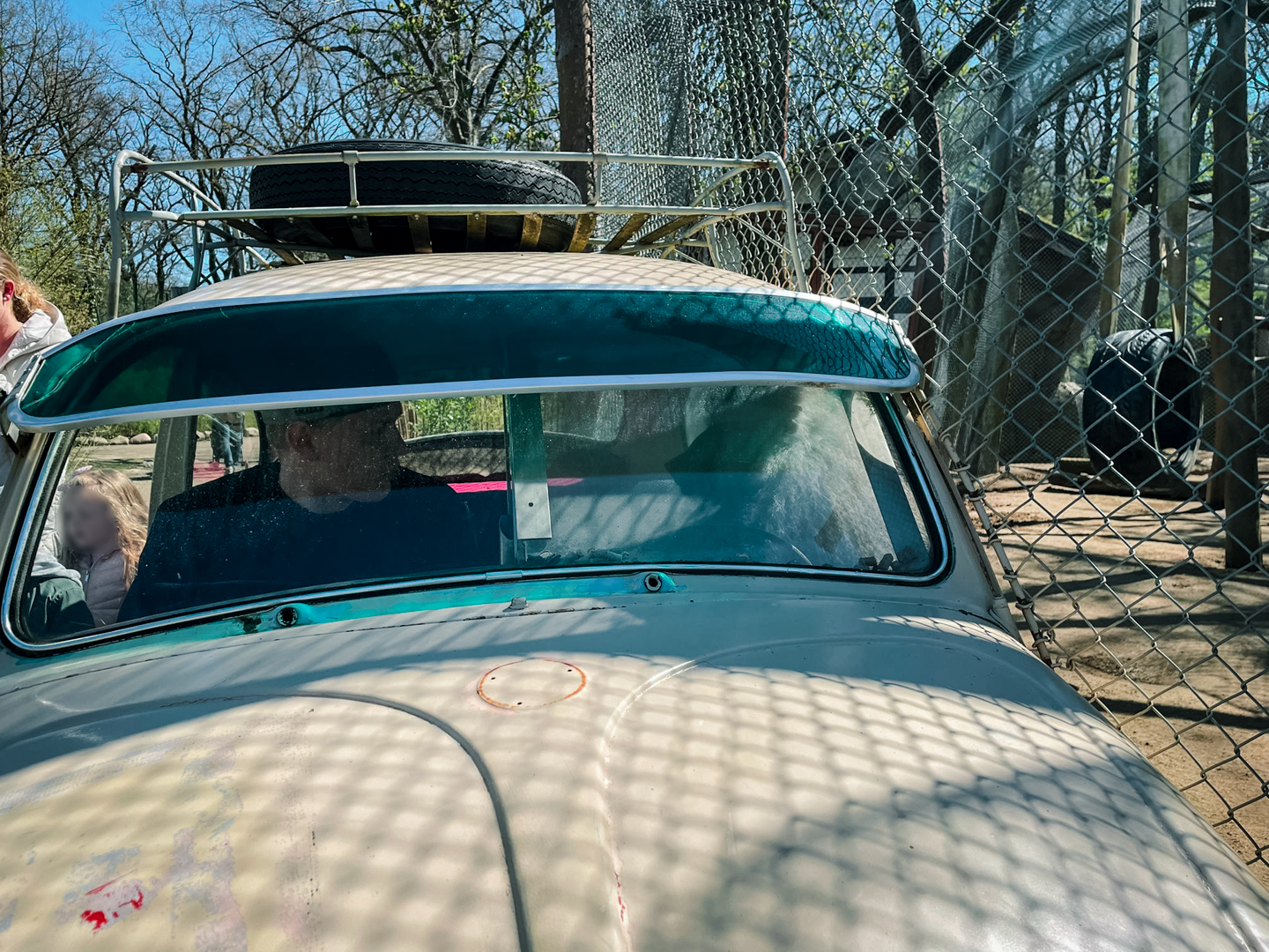 Hamadry baboons outdoor