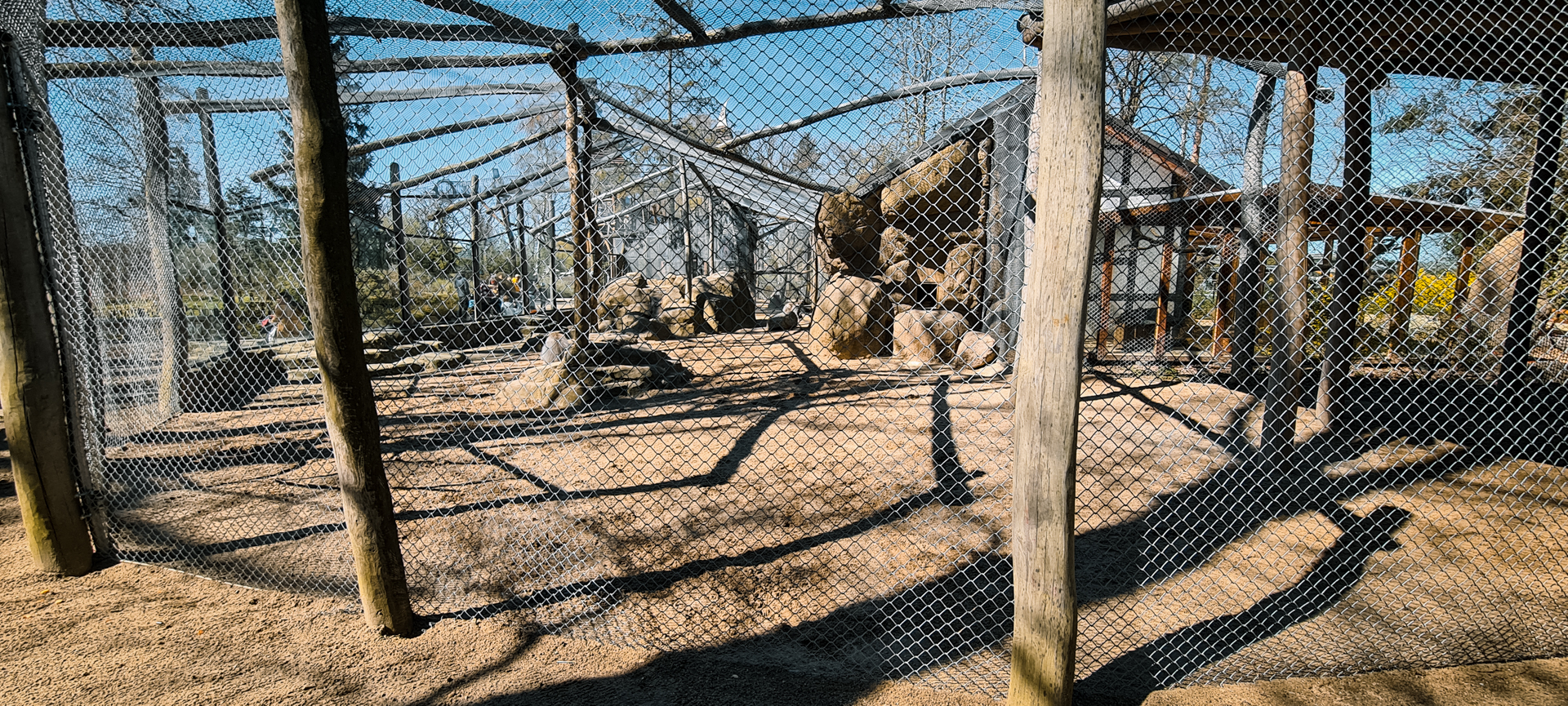 Hamadry baboons outdoor