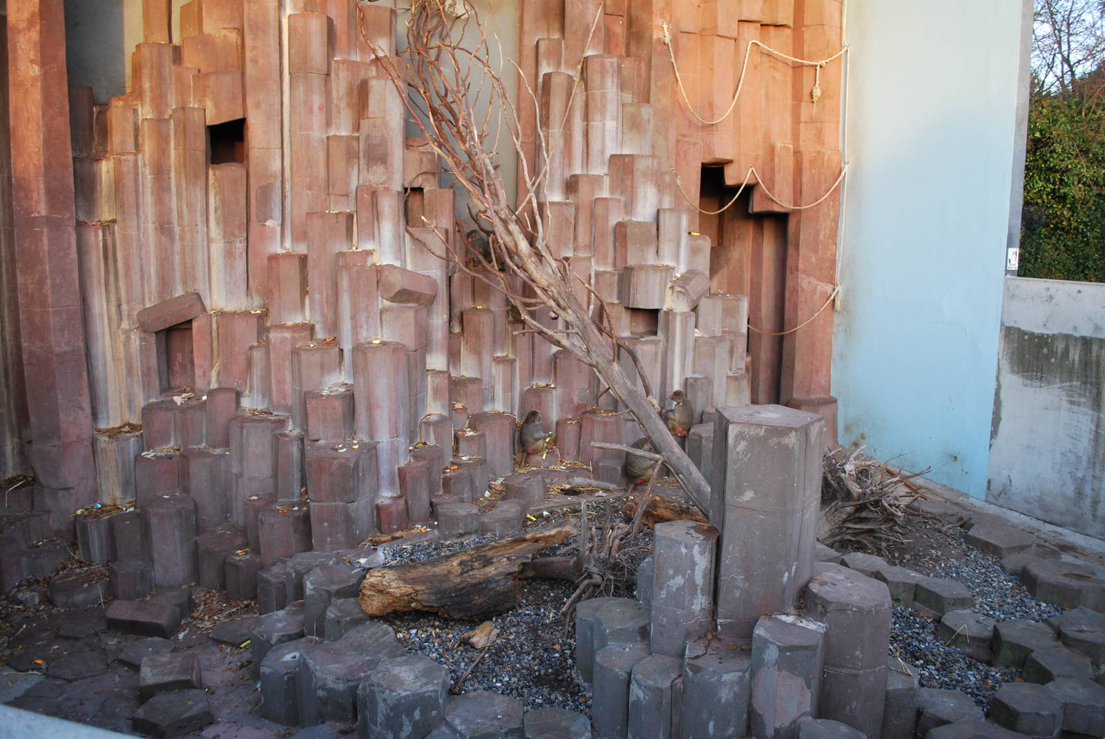 Hamadrya baboon exhibit at Copenhagen Zoo - outdoor enclosure