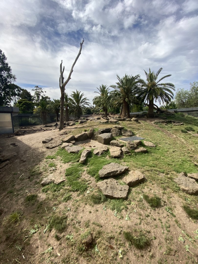 Hamadryads Baboon Enclosure