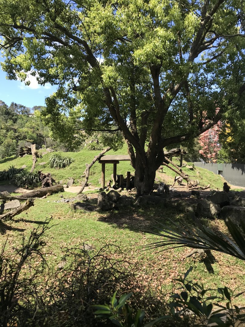 Hamadryads Baboon enclosure