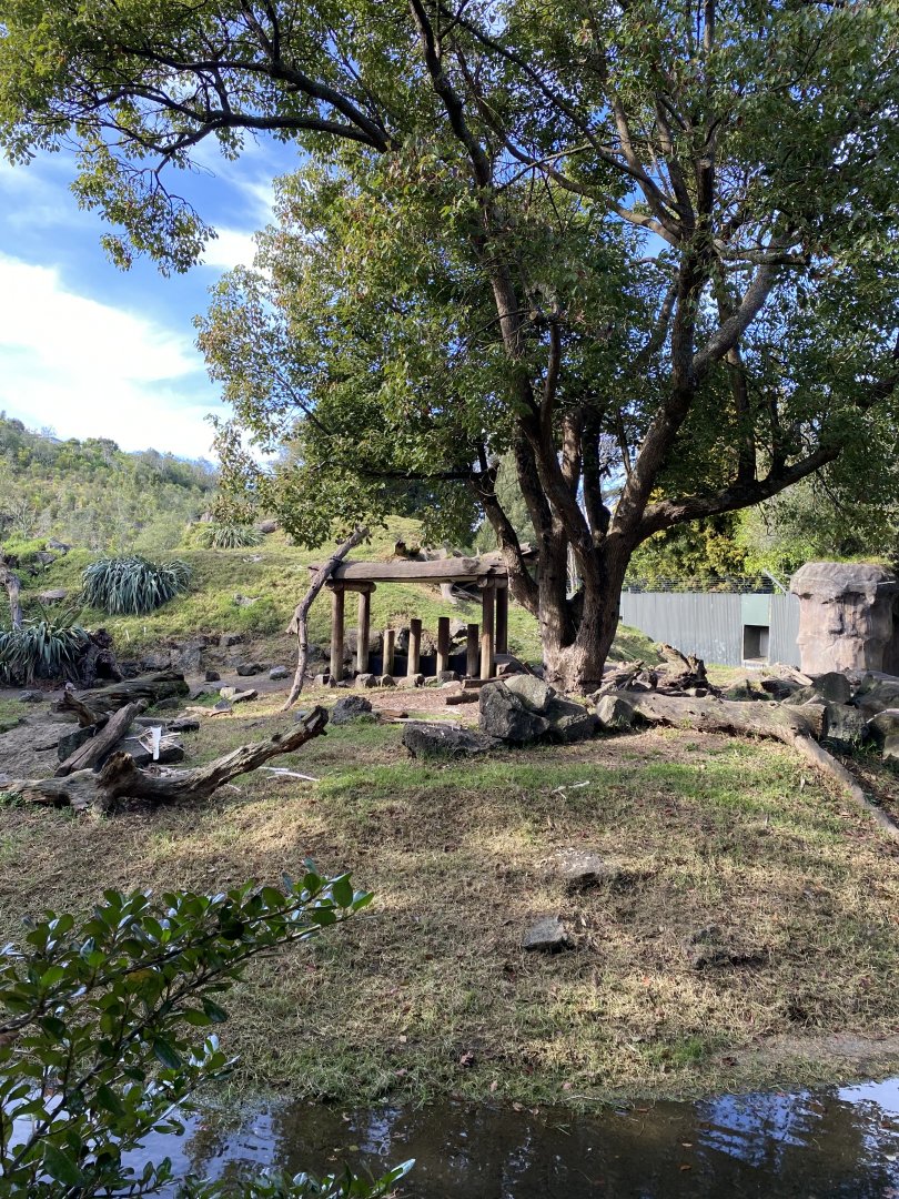 Hamadryads Baboon enclosure