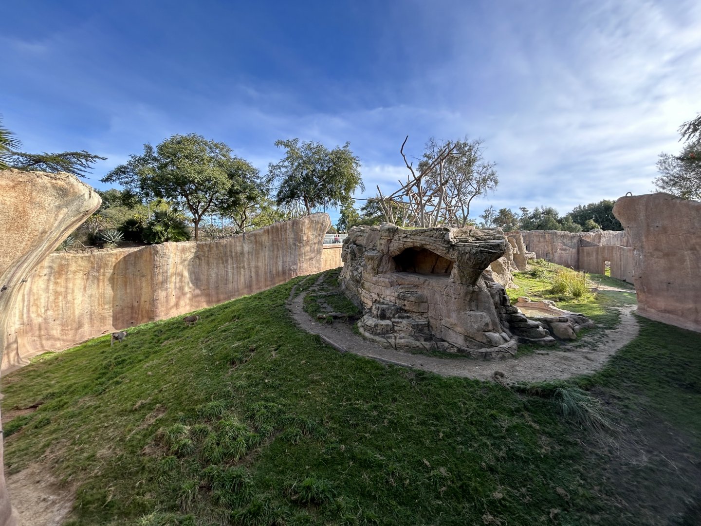 Hamadryads Baboon Exhibit #1 - Africa Rocks