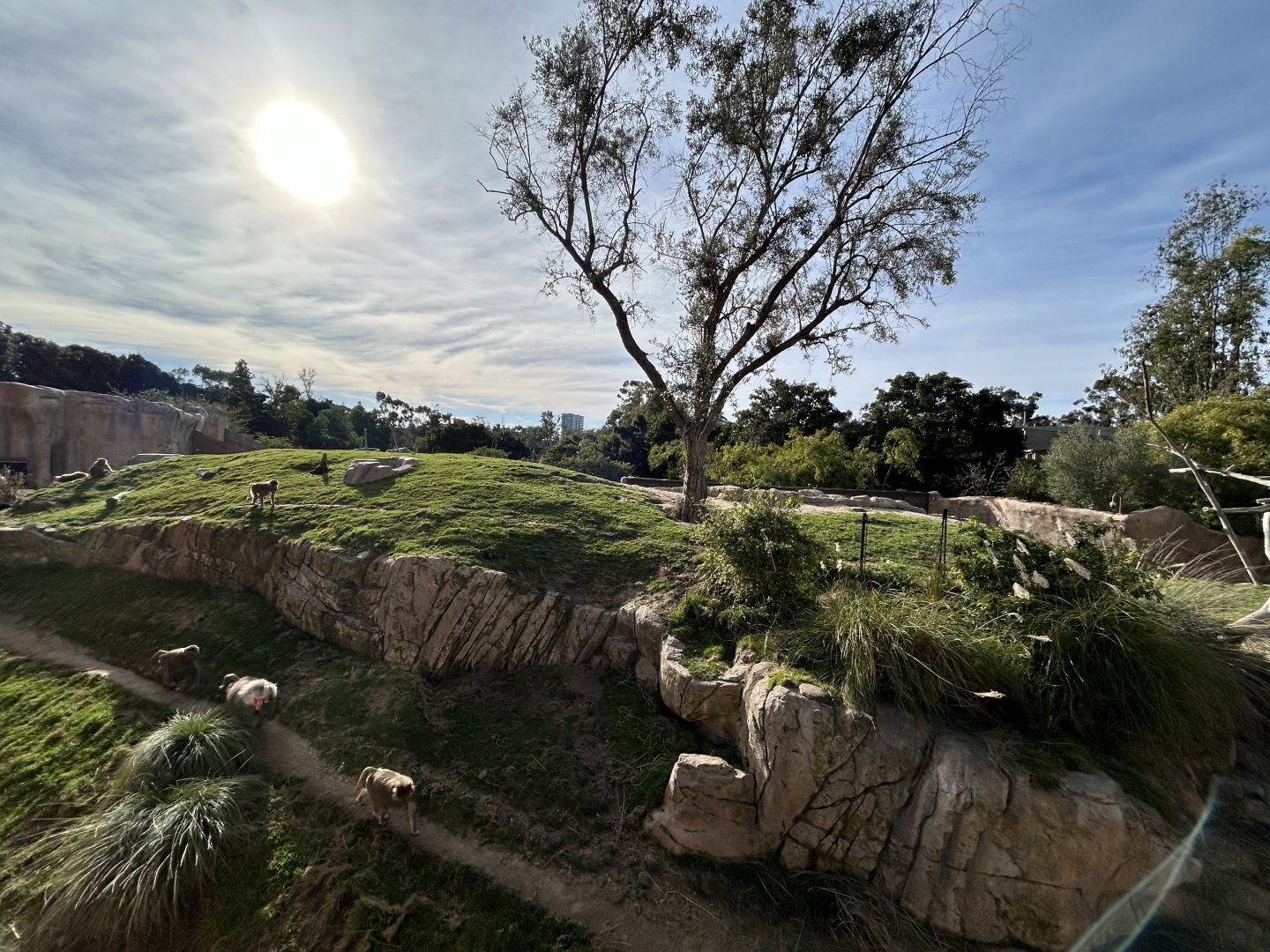 Hamadryads Baboon Exhibit #1 - Africa Rocks