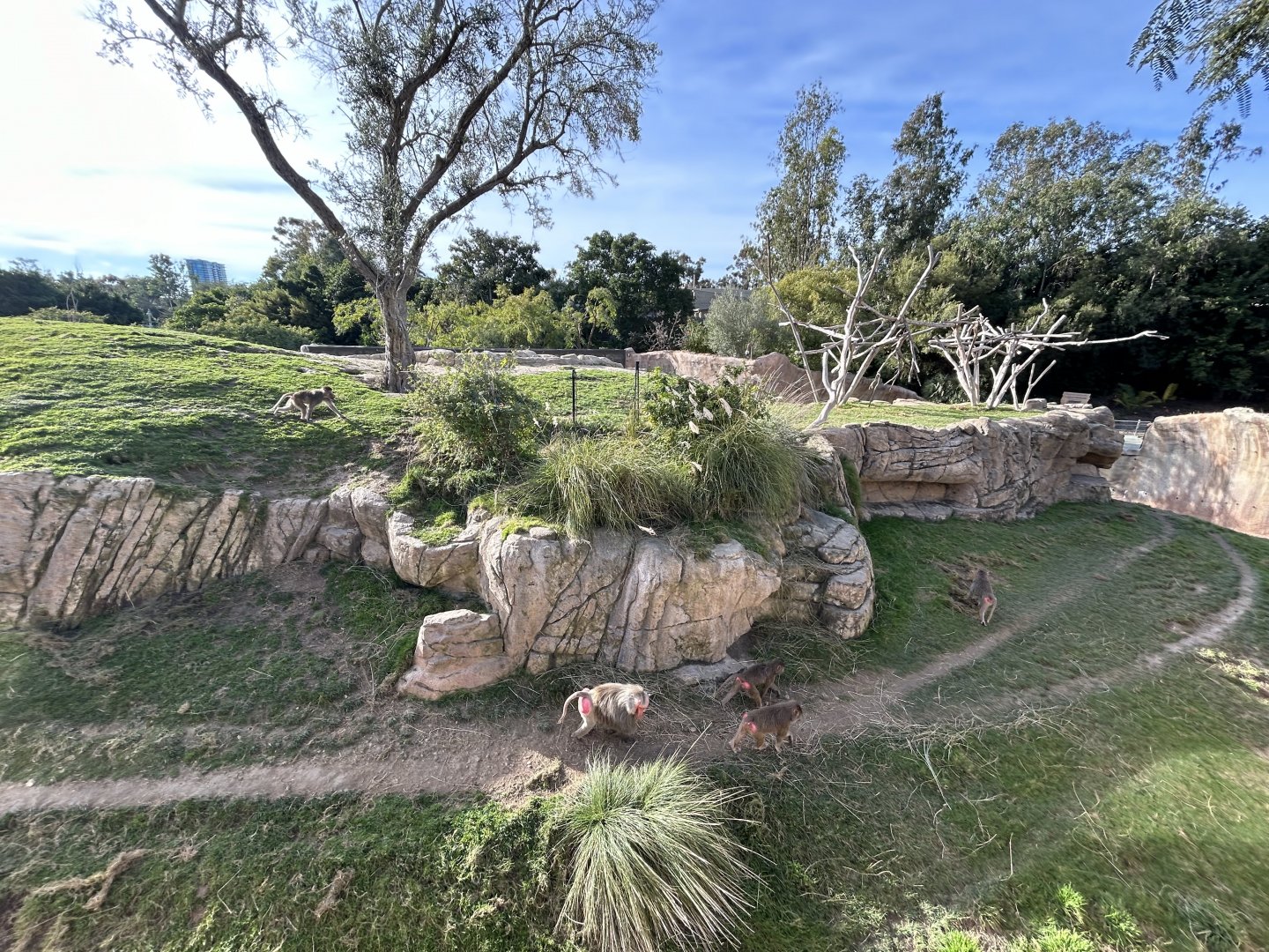 Hamadryads Baboon Exhibit #1 - Africa Rocks