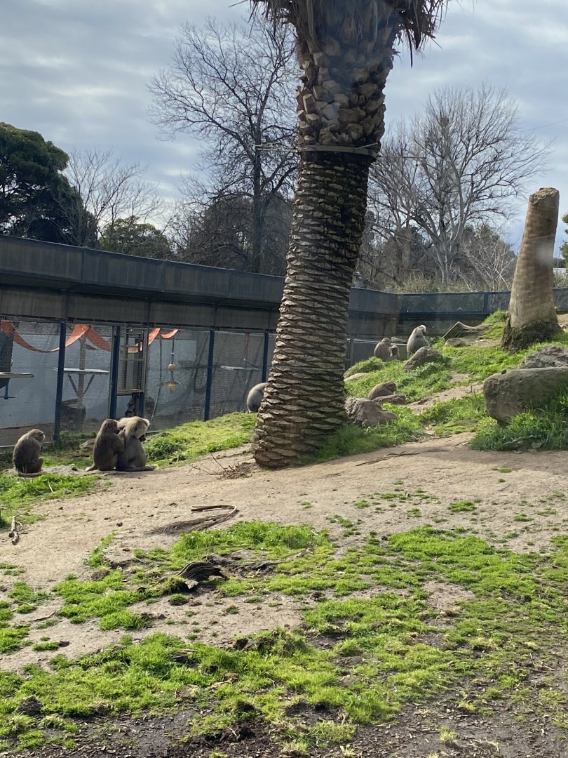 Hamadryads Baboon Troop