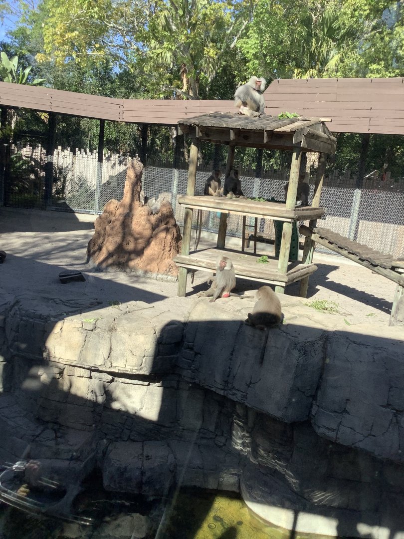 Hamadryads Baboons 3/20/24