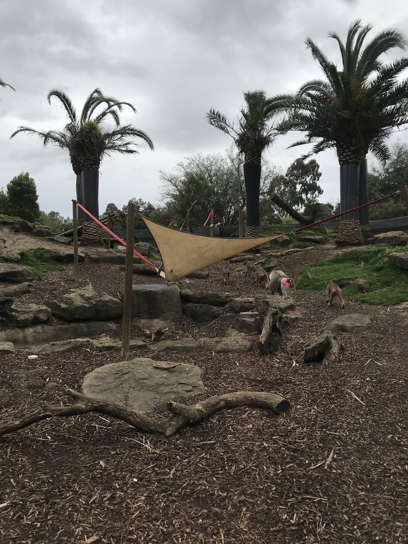 Hamadryads Baboons - Harem 1