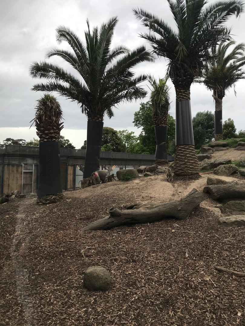 Hamadryads Baboons - Harem 2