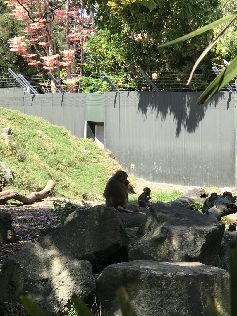 Hamadryads Baboons