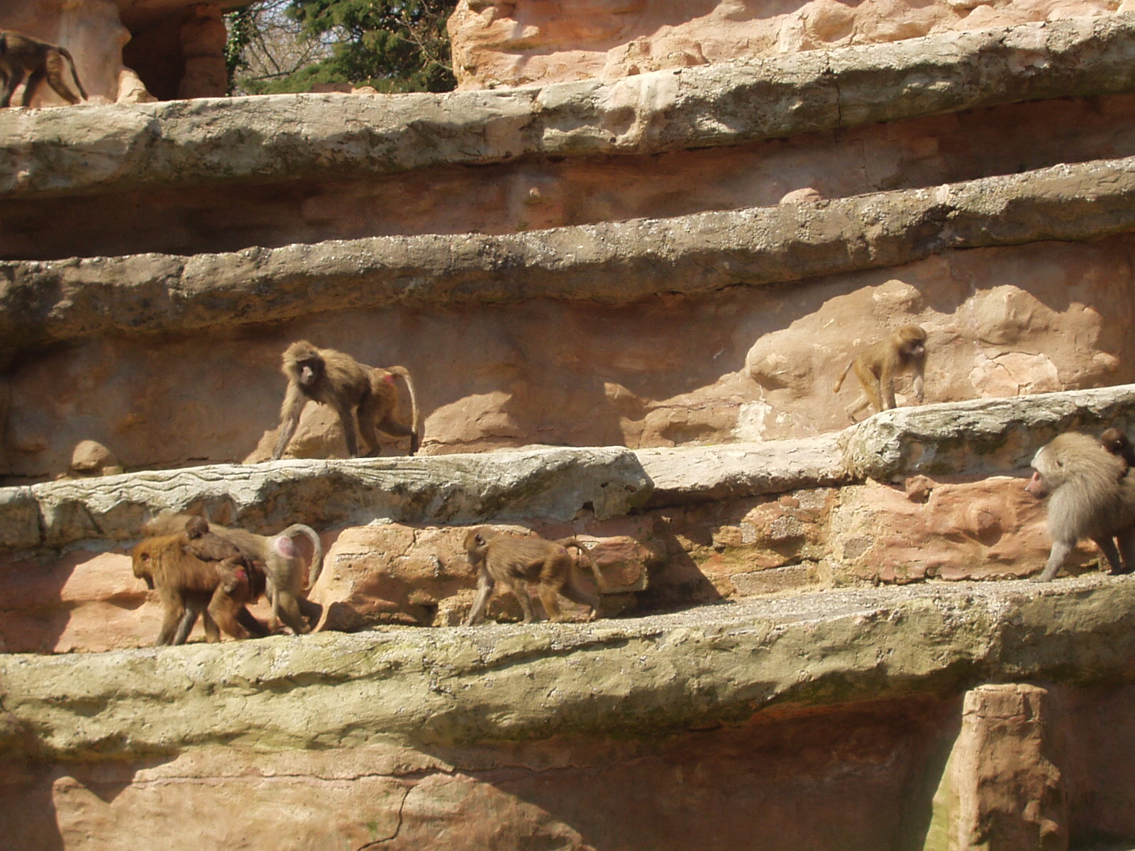 Hamadryas Babboons