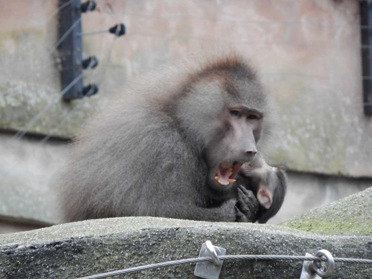 Hamadryas baboon 050224