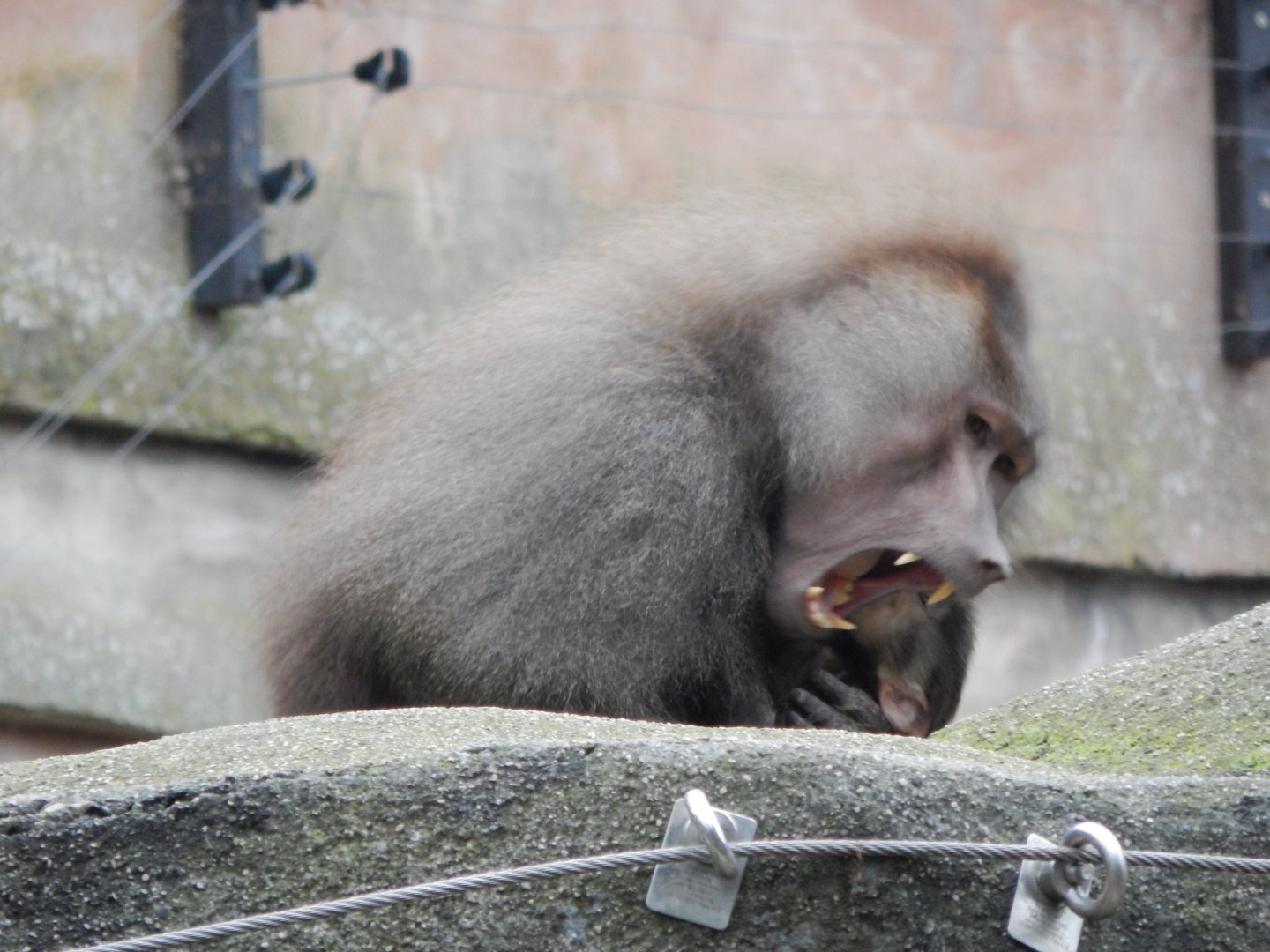 Hamadryas baboon 050224