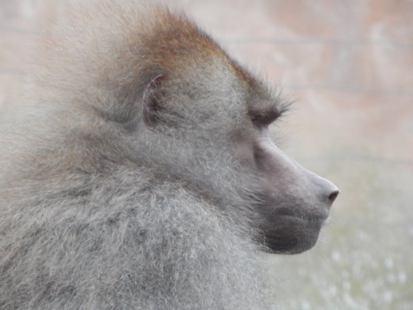 Hamadryas baboon 050224