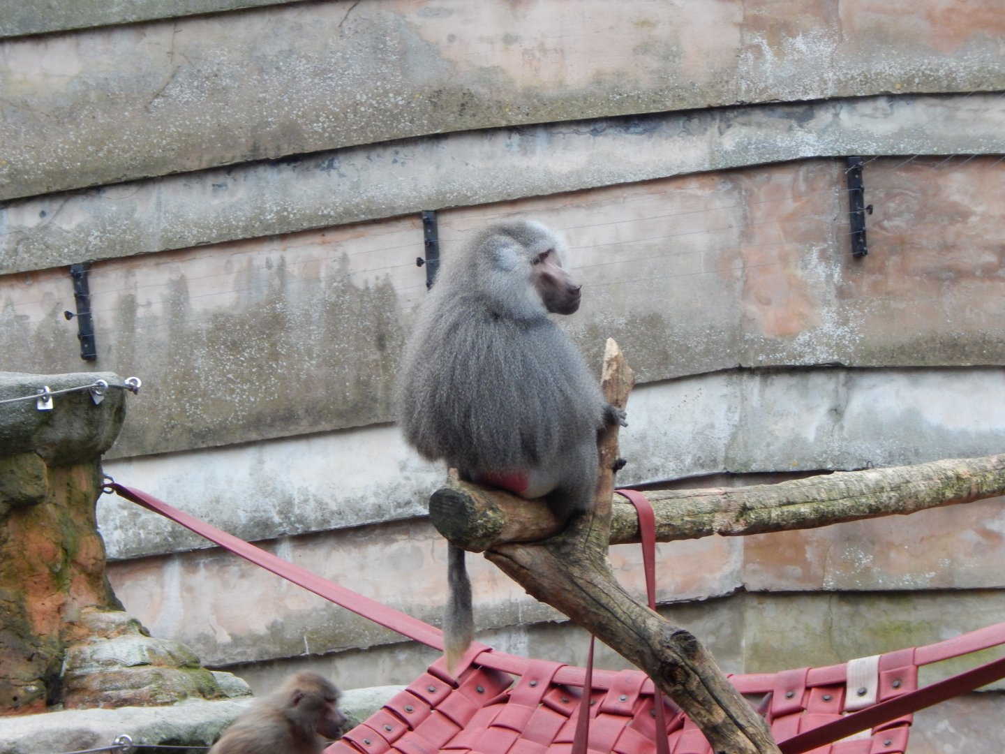 Hamadryas baboon 111224