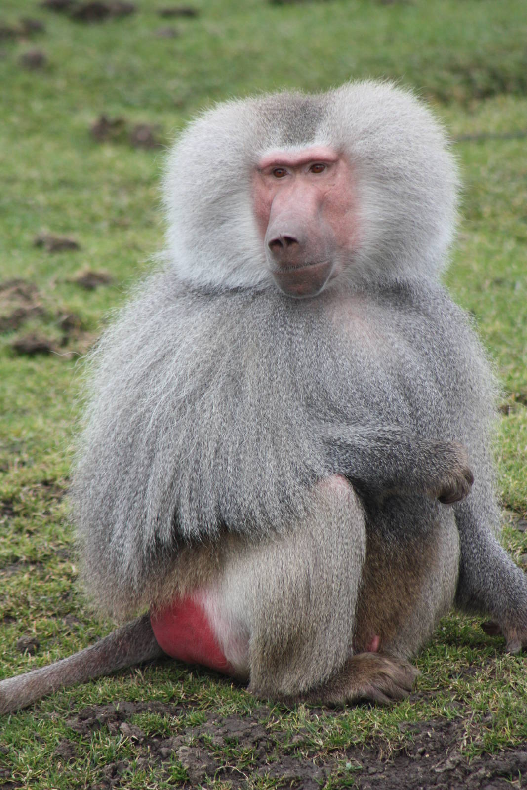 Hamadryas Baboon, 18th February 2015