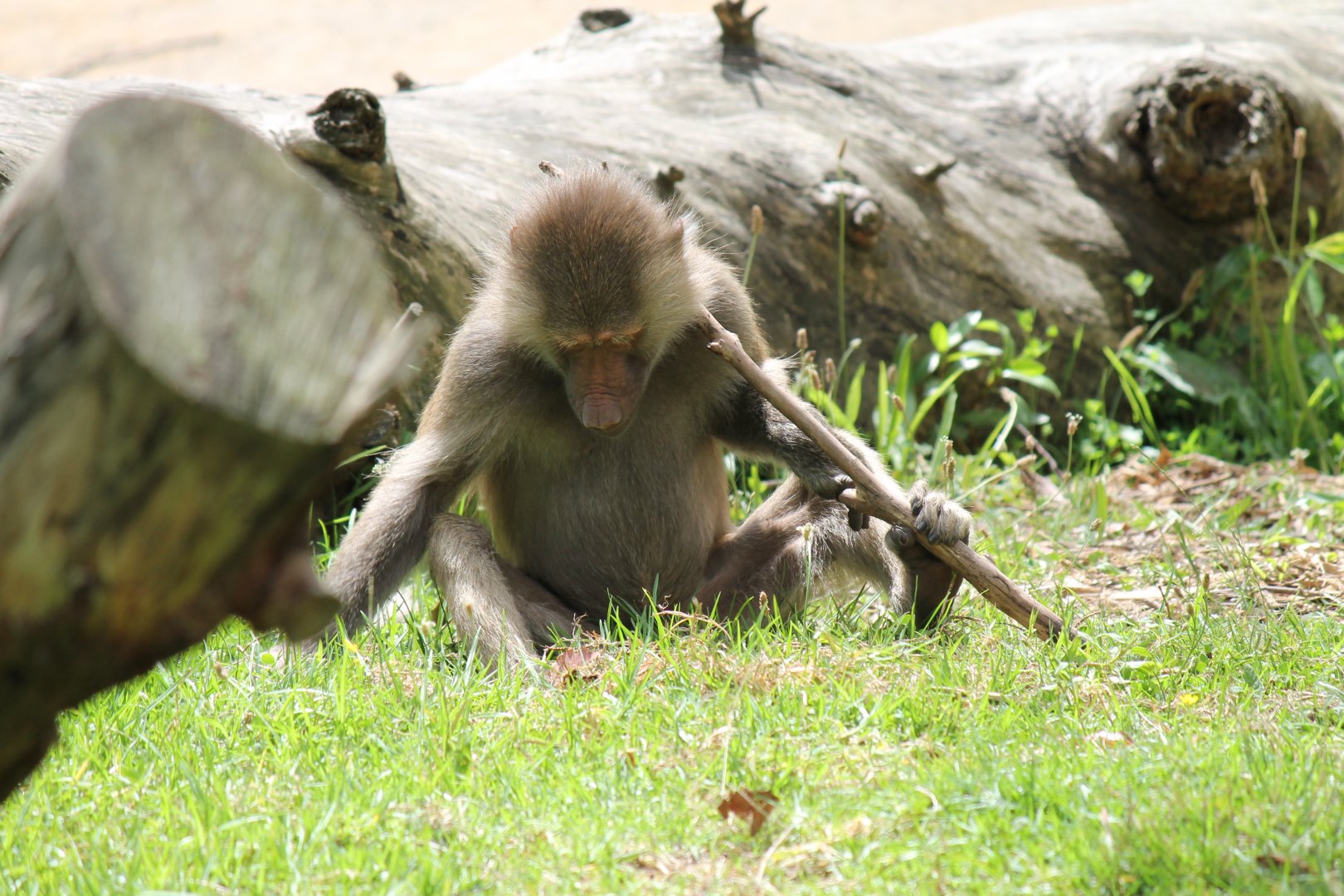 Hamadryas Baboon (2012)