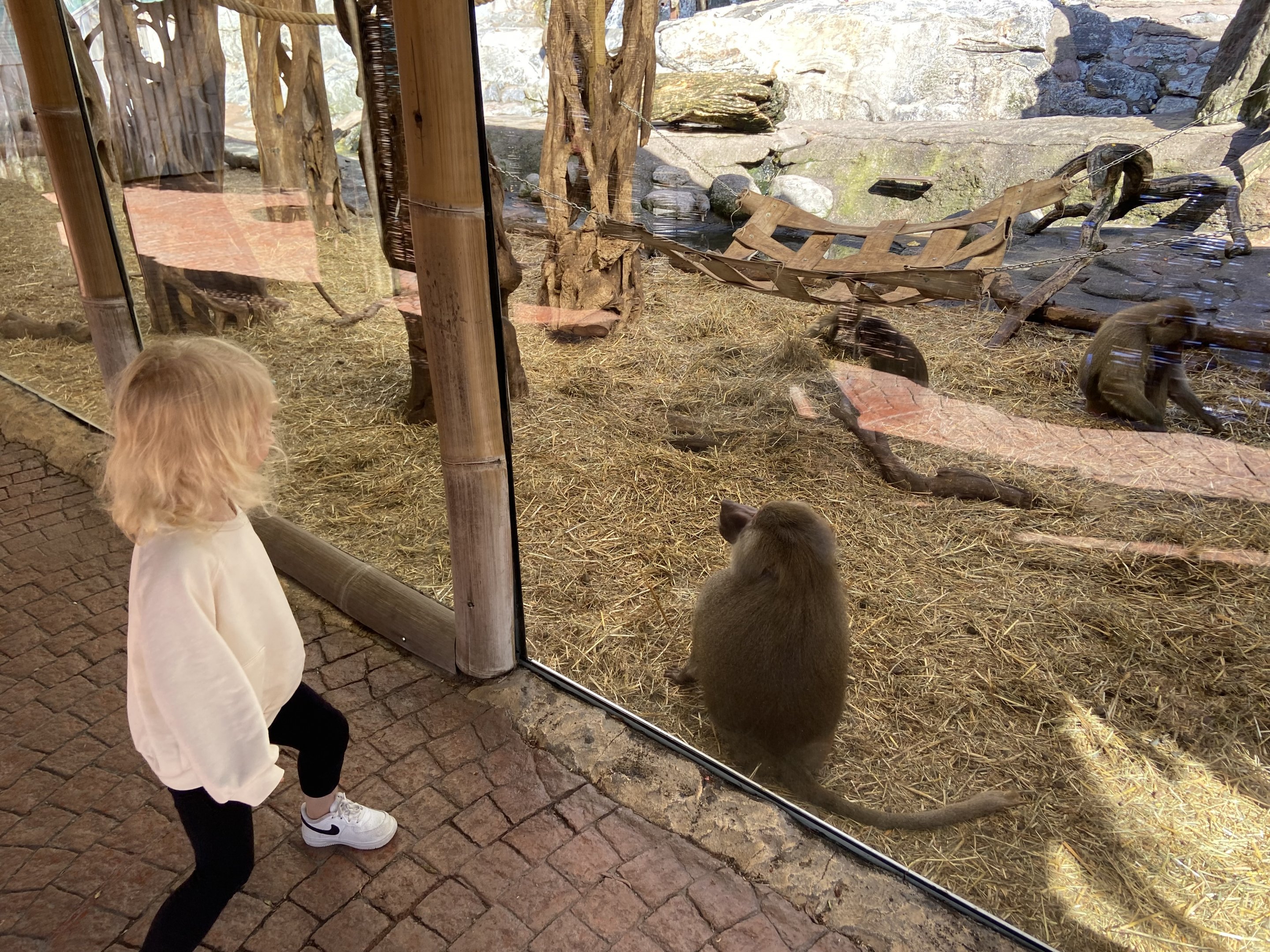 Hamadryas baboon 2022