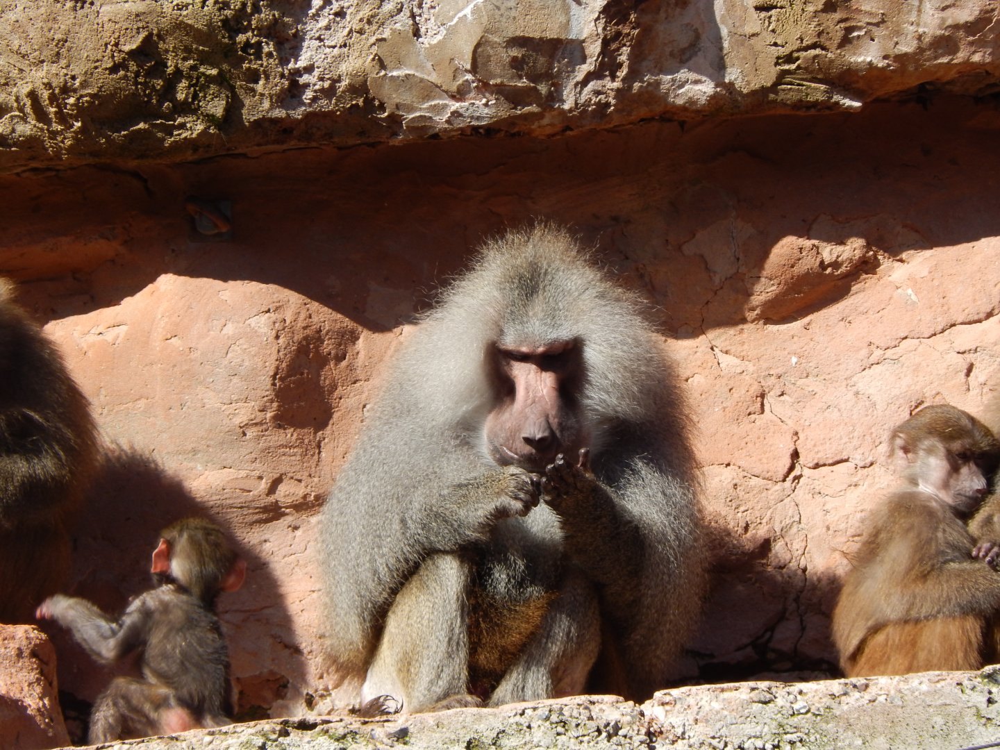 Hamadryas baboon 240222