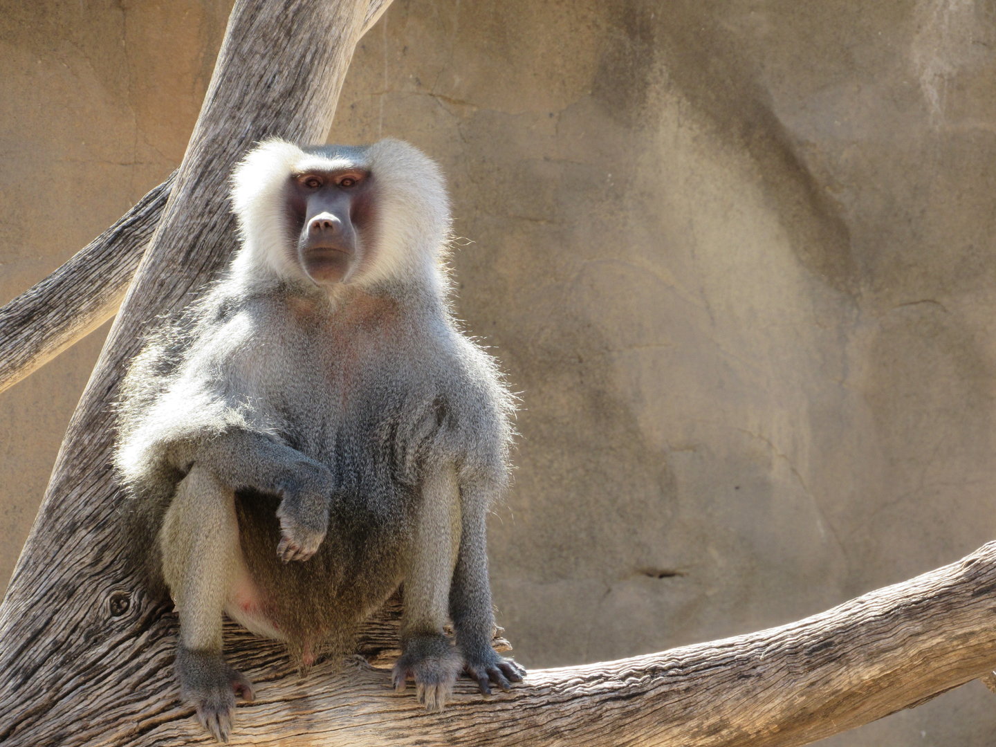 Hamadryas Baboon - 3/7/23