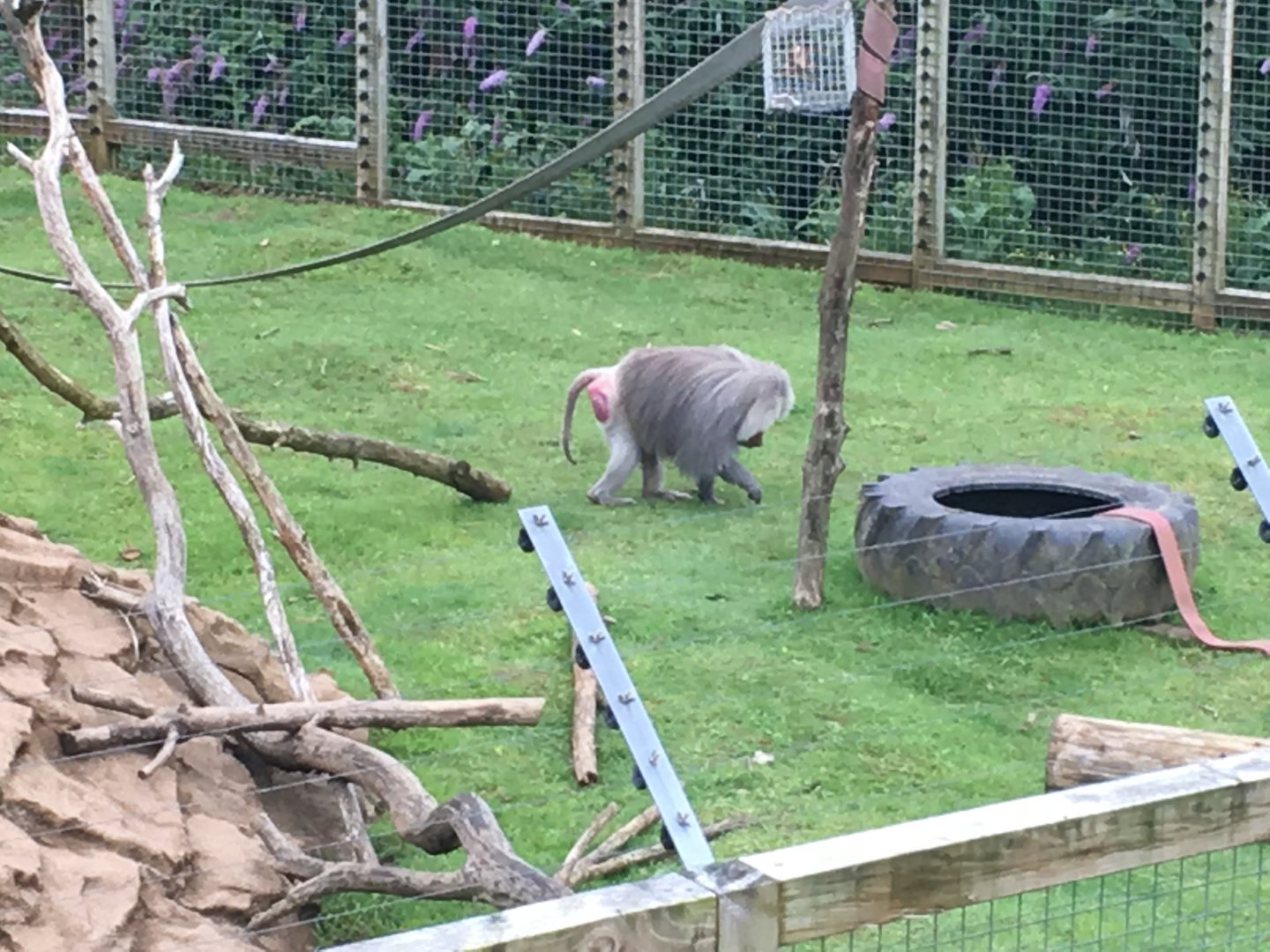 Hamadryas baboon 300617