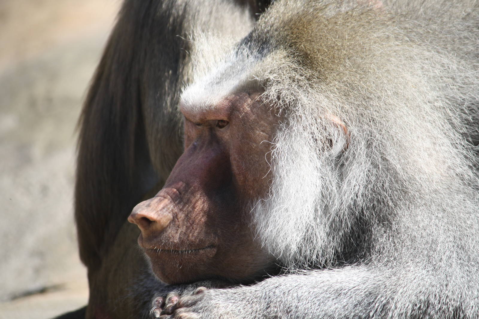 Hamadryas baboon - 4 June 2010