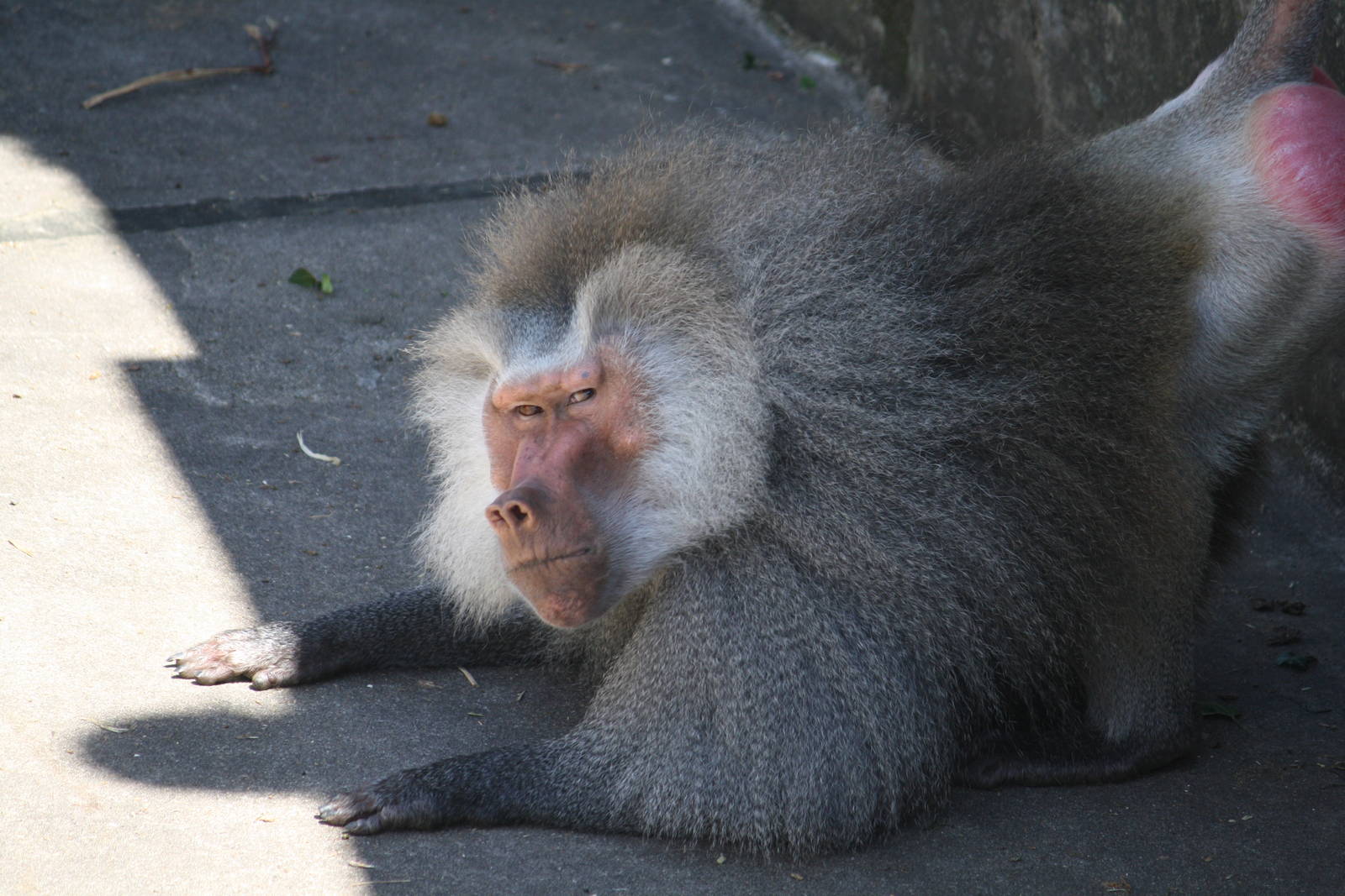 Hamadryas baboon - 4 June 2010