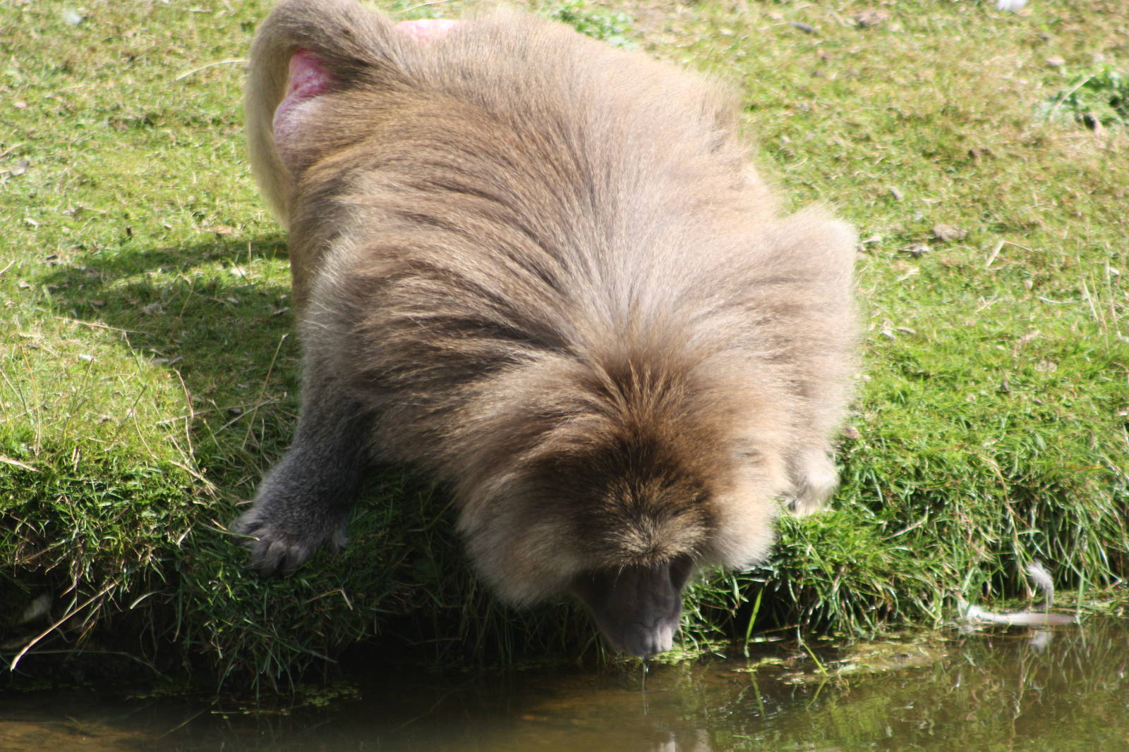 Hamadryas Baboon, 4th August 2014
