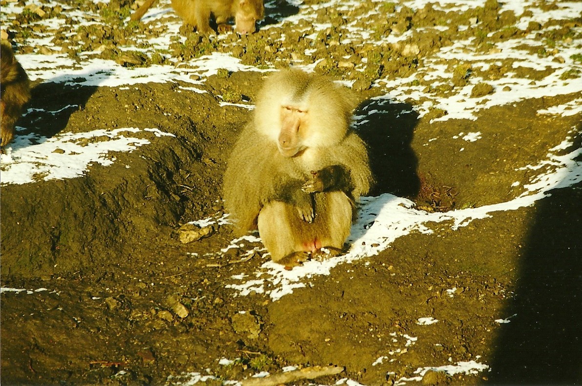 Hamadryas Baboon 5th December 1998
