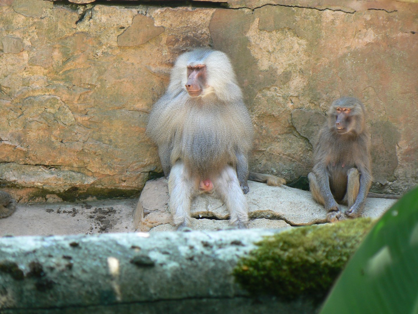 Hamadryas Baboon - 6 July 2018